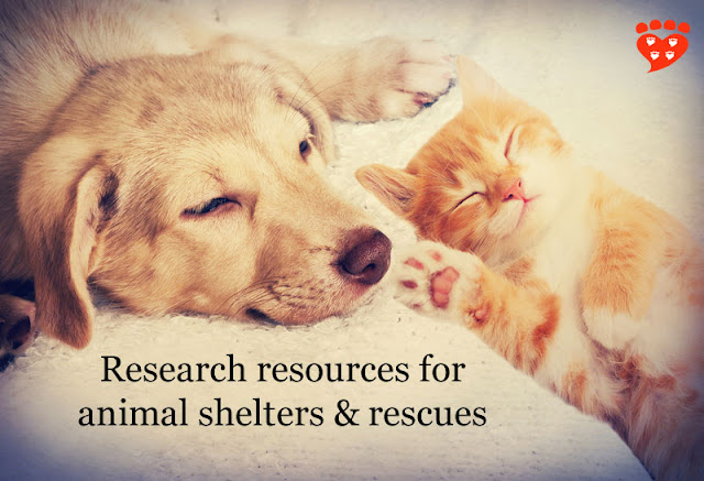 A cat and dog asleep, dreaming of resources for dog and cat owners