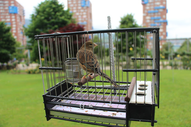 Decenas de aficionados participan en el Concurso de Pájaros Cantores en el jardín botánico