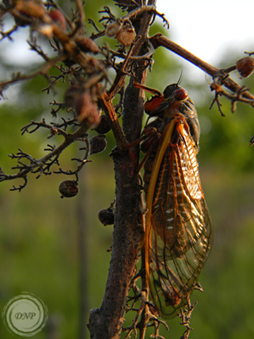Cicada