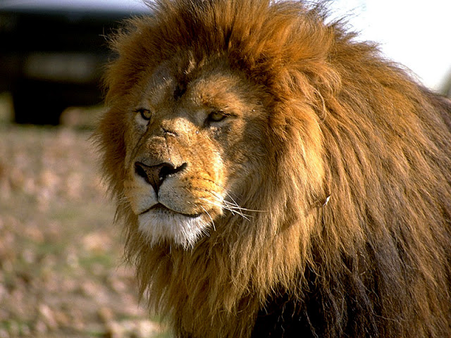 Earth lion king
