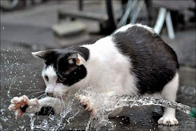 Funny cat pictures part 14, cat plays with water