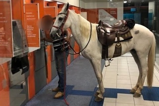 Foto: com medo de roubo, homem leva cavalo para agência bancária