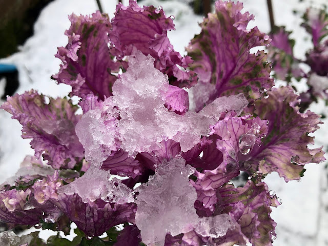 Head of bright pink curly leaved kale