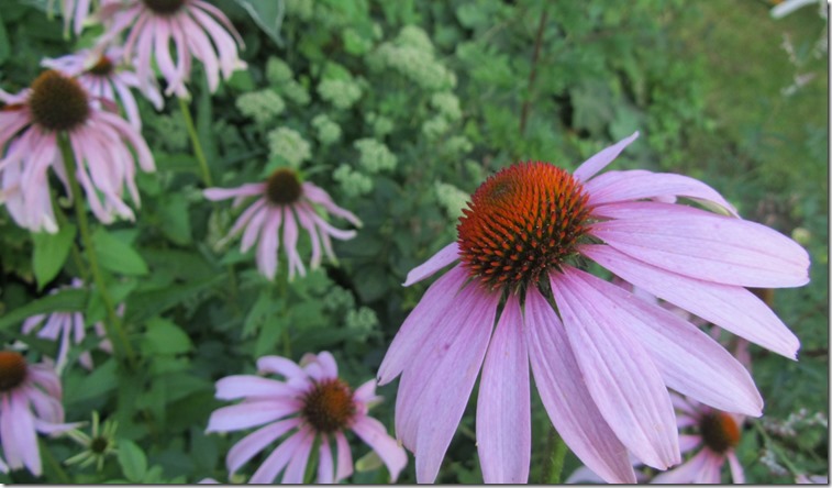 Echinacea