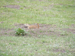 Prairie Dogs, South Dakota