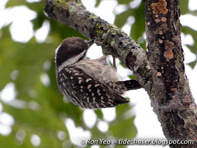 Sunda Pygmy Woodpecker (Dendrocopos moluccensis)