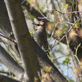 Colaptes auratus - Pic flamboyant