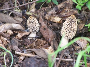 morel mushrooms