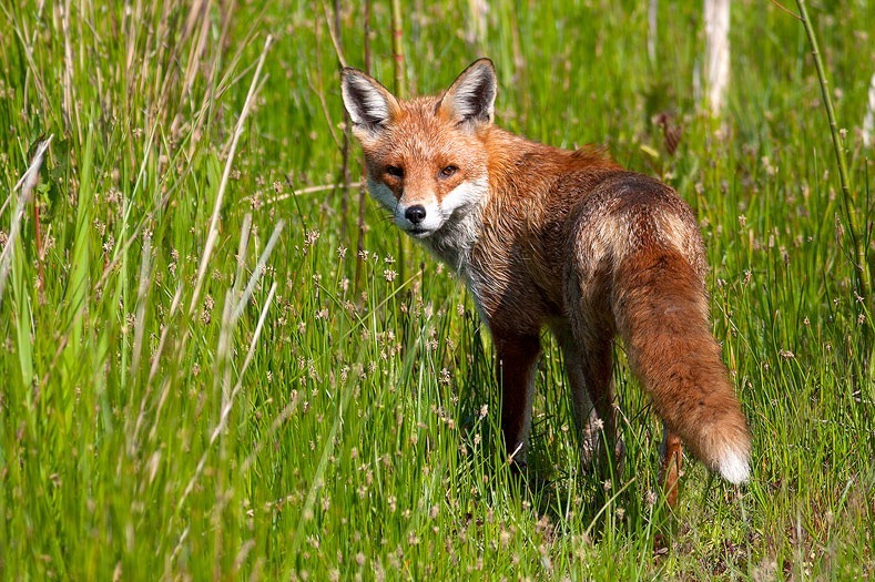 Fox