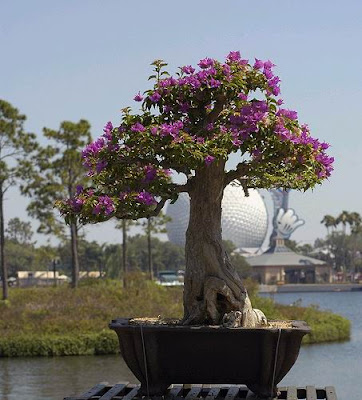 bonsai trees