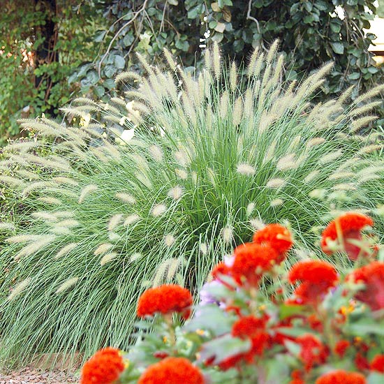 7 Awesome Ornamental Grasses for Every Cottage Garden