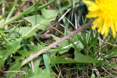 Are Dandelions Poisonous