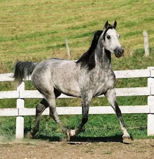 Gray Arabian horse jumping over a fence