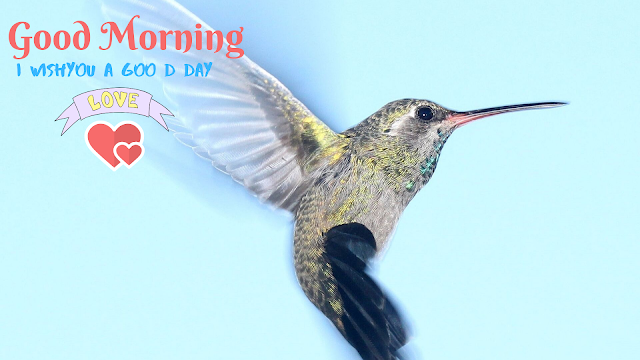 Little Bird Good Morning image 