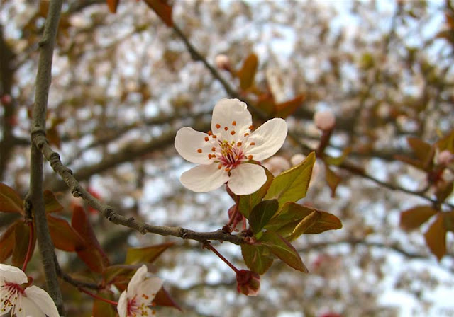 Cherry Plum Flowers Pictures