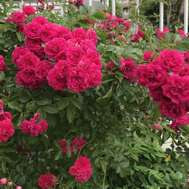 英語俳句 英語で俳句を作ってみた The Flowers You Gave Me Became A Forest 英語俳句 英語で俳句を作ってみた The Flowers You Gave Me Became A Forest
