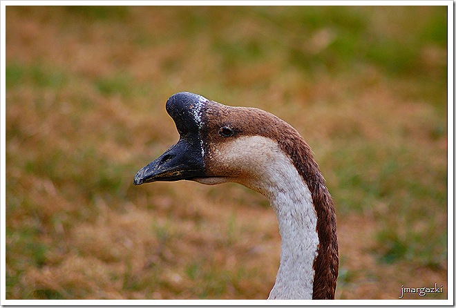 DSC_21800001