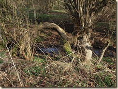 Mechelen-Bovelingen: in het natuurreservaat Overbroek