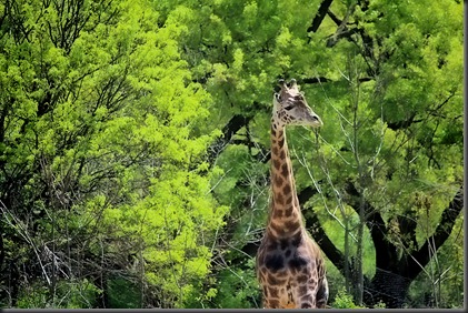 Pittsburgh Zoo 17