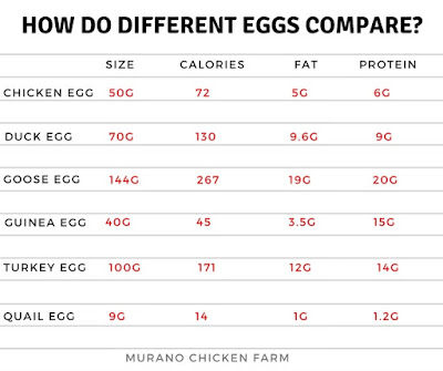 sizes and nutrition in farm fresh eggs