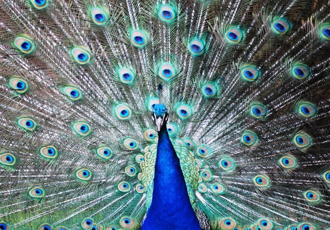 Peacock Wallpaper - Animals Wallpapers