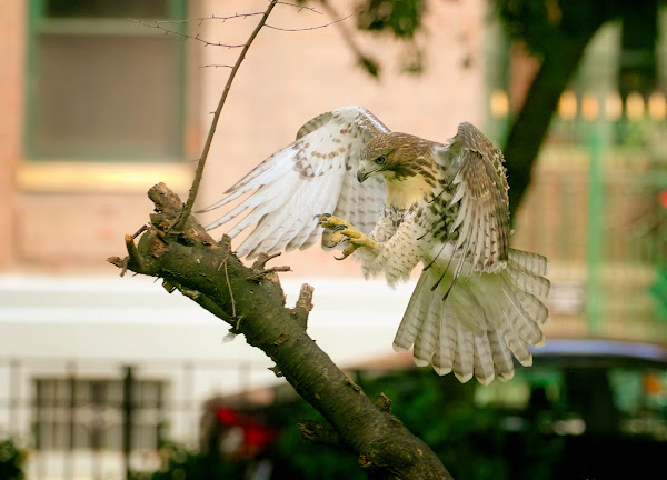 Tompkins Square red-tailed hawk fledgling