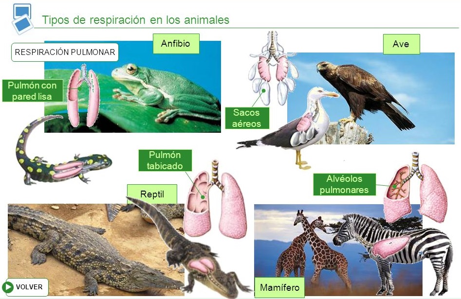 "AIRE FRESCO" LA RESPIRACIÓN. GoriGori