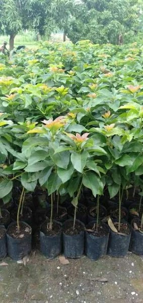 jual pohon alpukat colombus yang cepat berbuah Papua