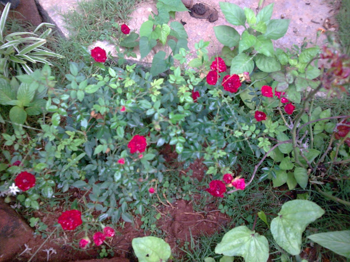 Red Rose Creeper,