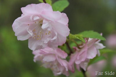 Look like roses