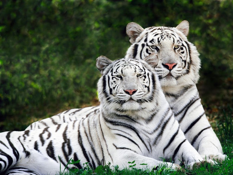 Info Terkini 24+ Gambar Harimau Hitam Putih