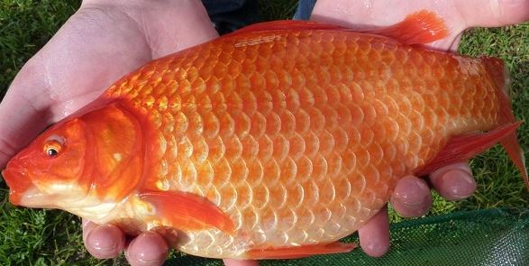 Umpan Mancing Ikan Mas Paling Jitu Rekomended  6 Umpan Mancing Ikan Mas Paling Jitu Rekomended
