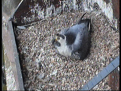 Male peregrine incubating four eggs. Note his smaller size, darker tone, and tiny dot on the side of his face. Click to enlarge picture.