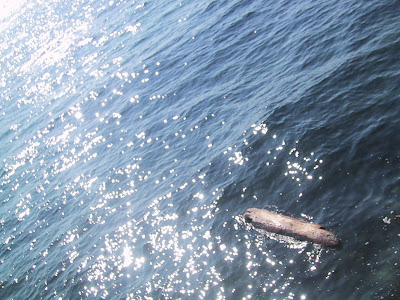 log under the sun floating at sea 