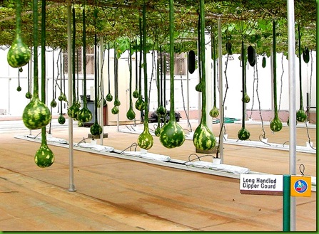 Gourd - Long Handle Dipper 1