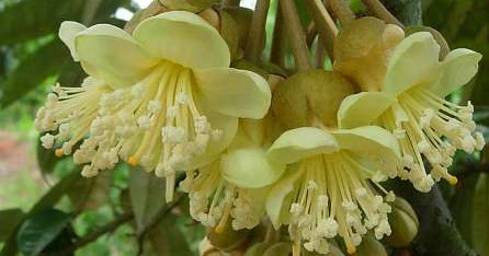 Cara Mengatasi Penyebab Bunga  dan Buah Durian  Muda Rontok 