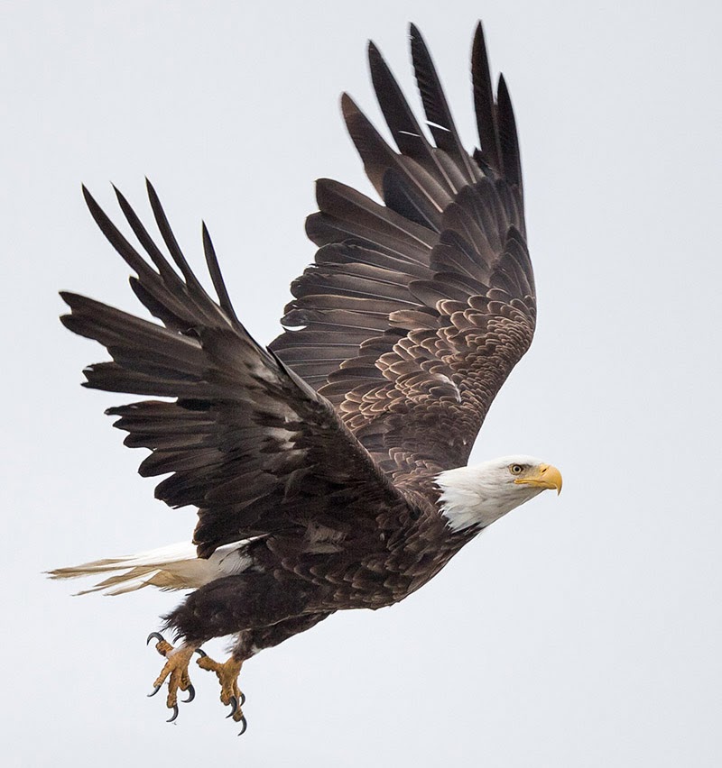 Photography by Tim Rucci: Alaska: Bald Eagle in Flight