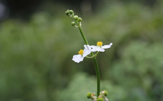 Broadleaf Arrowhead Flowers Pictures