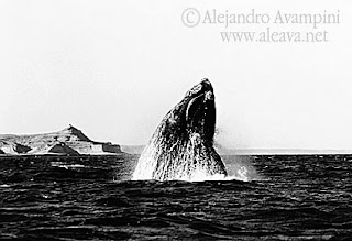 Ballena saltando con la Punta Pirámides de fondo