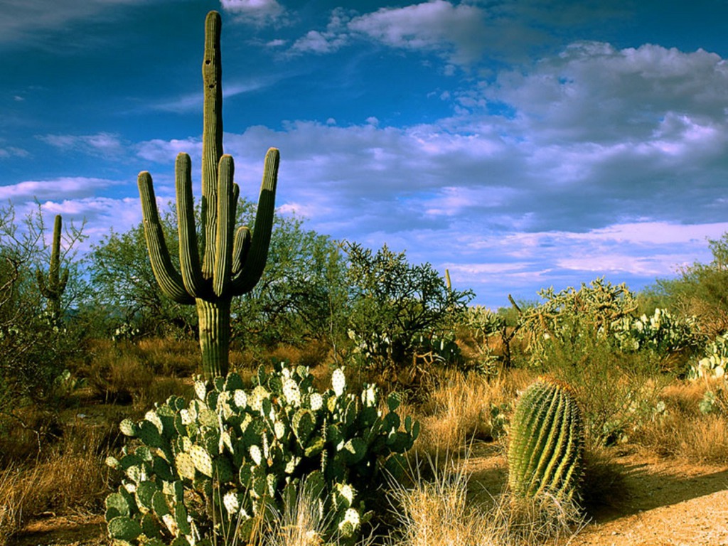 Desert Cactus Hd Wallpapers Afalchi Free images wallpape [afalchi.blogspot.com]