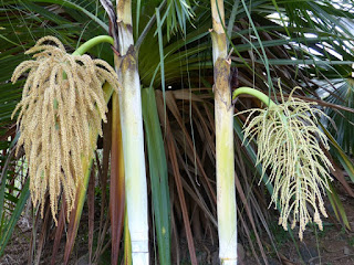 Dypsis baronii - Palmier canne à sucre 