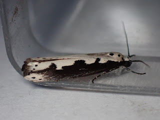 Ethmia bipunctata (Bordered Ermel), a black and white micro-moth