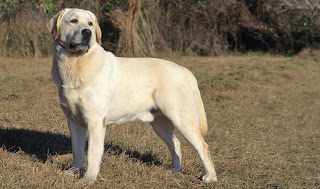 Raza de perro Labrador Retriever