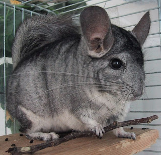 Short tailed Chinchilla