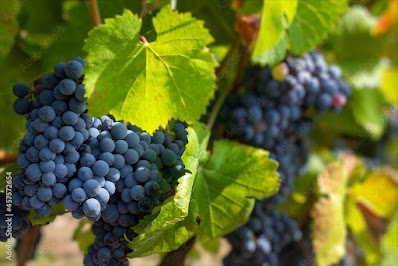 Cesanese grapes of Lazio