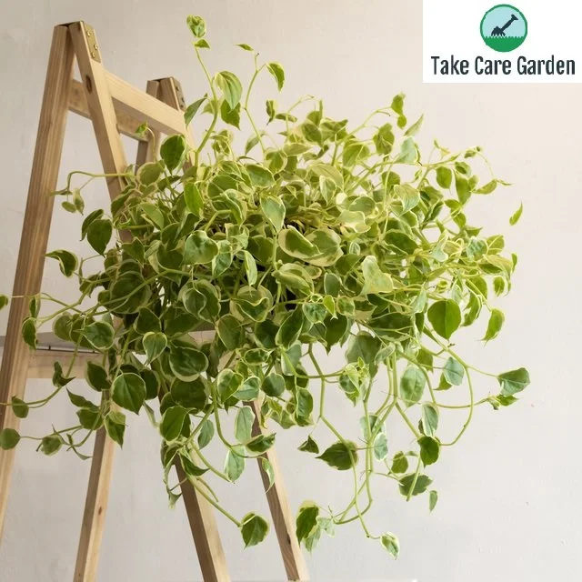 Peperomia Scandens: The Perfect Houseplant for Small Spaces