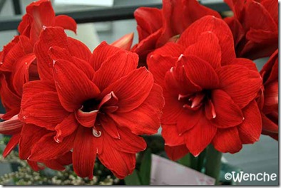 Hippeastrum-Double-Dragon