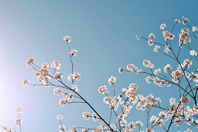 almendro en flor bajo el cielo azul