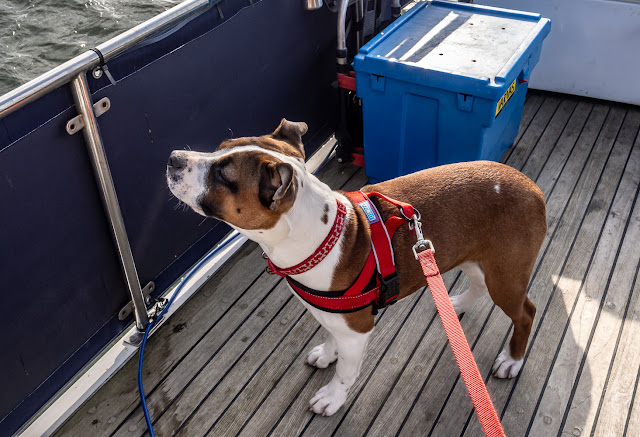 Photo of Ruby on Ravensdale's aft deck