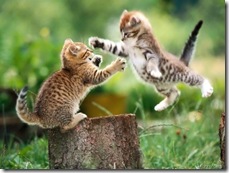 funny-cat-fight[5]